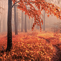 Orange Wood