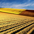 Spring Fields
