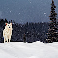 The Wolf
