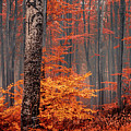 Welcome To Orange Forest