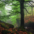 Dark Forest