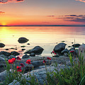 Poppies By the Sea